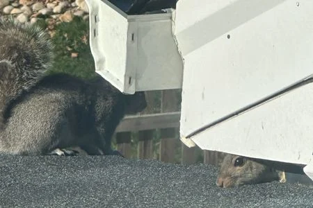 squirrels on roof bowling green