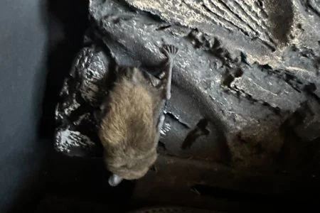 upside down bat bowling green ky